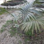 Kentiopsis oliviformis Plante entière