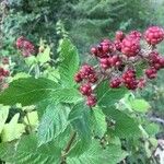 Rubus urticifolius Fruit