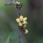 Diospyros mweroensis Flower