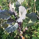 Crambe maritima Blad