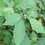 Solanum americanum Fulla