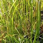 Cyperus longus Lapas