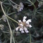 Dorycnium pentaphyllum Blomma