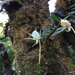 Angraecum expansum Kukka