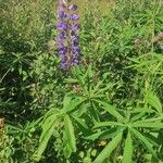 Lupinus perennis Агульны выгляд