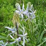 Camassia cusickii Flower