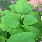 Catalpa speciosa Leht