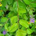 Melampyrum nemorosum برگ