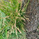 Andropogon distachyos Habit