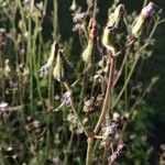 Lactuca macrophylla Fleur