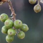 Ficus sur Fruto