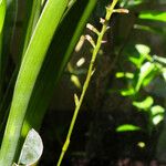 Brocchinia hechtioides Flor