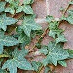 Hedera hibernica Blad