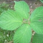 Rubus leyanus Blad