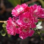 Rosa rubiginosa Kwiat