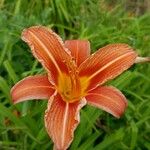 Hemerocallis fulva Fleur