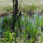 Acorus calamus Habitatea