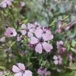 Gypsophila vaccaria Цветок