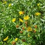 Grindelia squarrosa Fiore