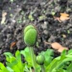 Papaver nudicaule Ostatní