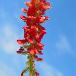 Indigofera hirsuta Kwiat