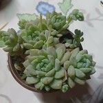 Echeveria elegans Yaprak