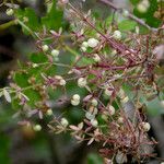 Galium porrigens Fruto