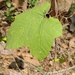 Camonea vitifolia Leaf