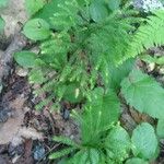 Lycopodium dendroideum Blatt