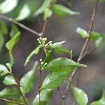 Eugenia oerstediana Leaf