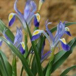 Iris warleyensis Flower