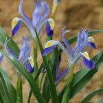 Iris warleyensis