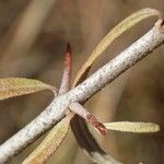 Elaeagnus rhamnoides Bark