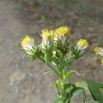 Pentanema squarrosum Flower