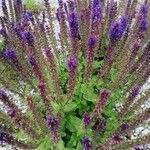Salvia nemorosa Flor
