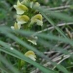 Pedicularis ascendens Flower