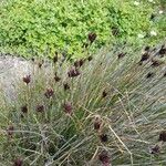 Schoenus nigricans Blüte