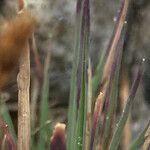 Agrostis foliata 叶