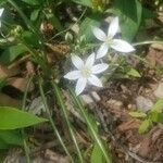 Ornithogalum umbellatumFlower