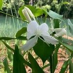 Hedychium coronarium Květ