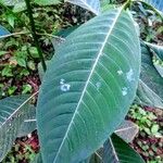 Palicourea guianensis 葉