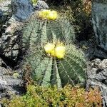 Ferocactus glaucescens Foglia