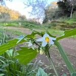 Solanum villosumফুল