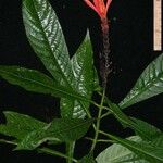 Aphelandra golfodulcensis Altres