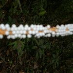 Calyptrogyne trichostachys Flor