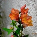 Antirrhinum australe 花