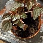 Peperomia albovittata Hostoa