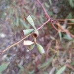 Eucalyptus microcarpa Meyve