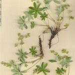 Alchemilla pallens 其他