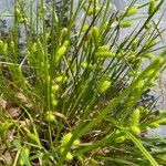 Carex hystericina Blomma